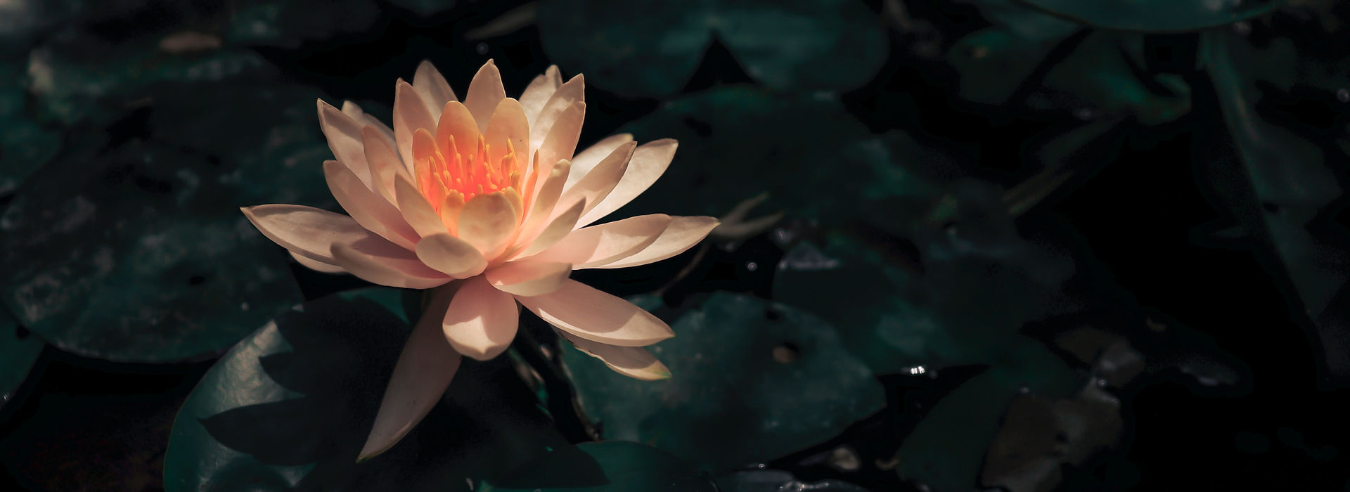 Lotusblume im Wasser