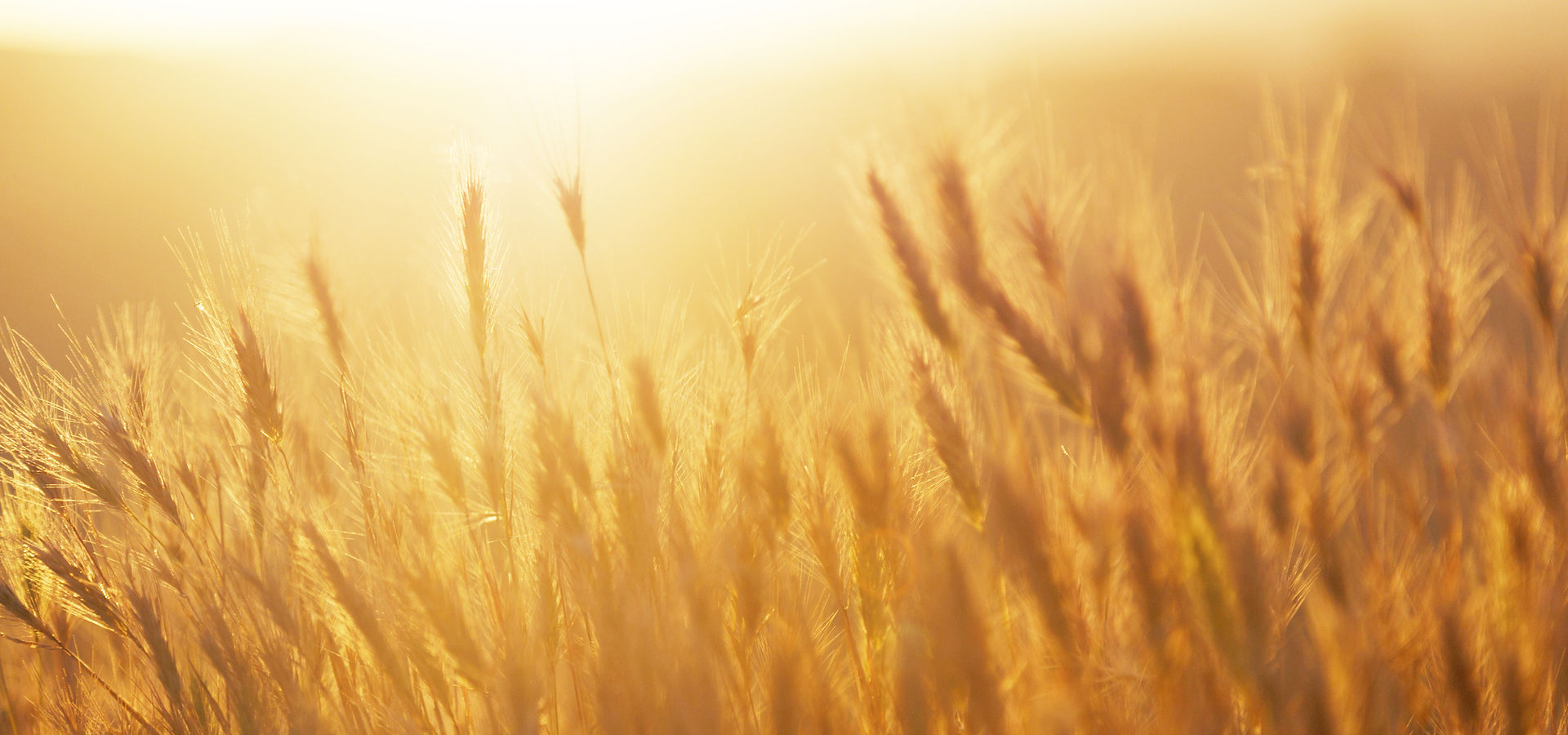 Weizenfeld Sonnenaufgang